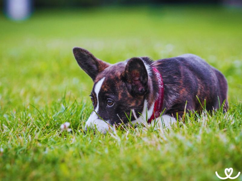 Plemeno-welsh-corgi-cardigan (14)